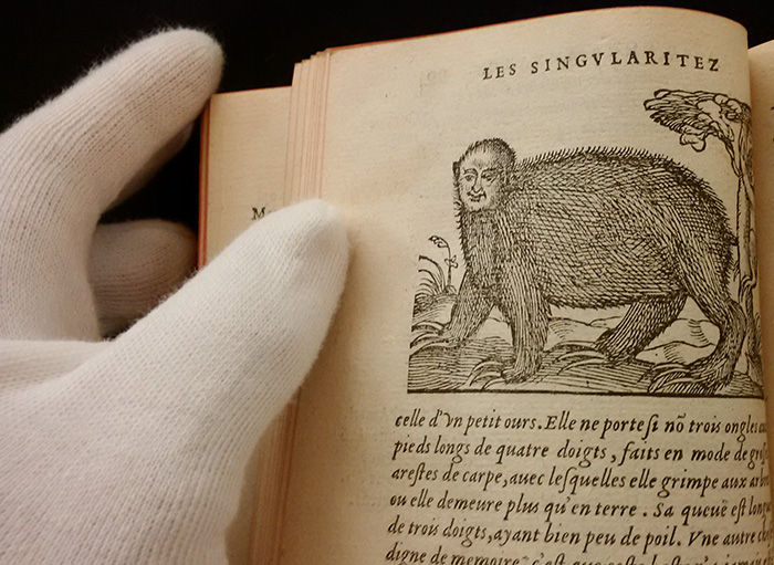 Les singularitez de la France antarctique  - Image de l'animal le paresseux